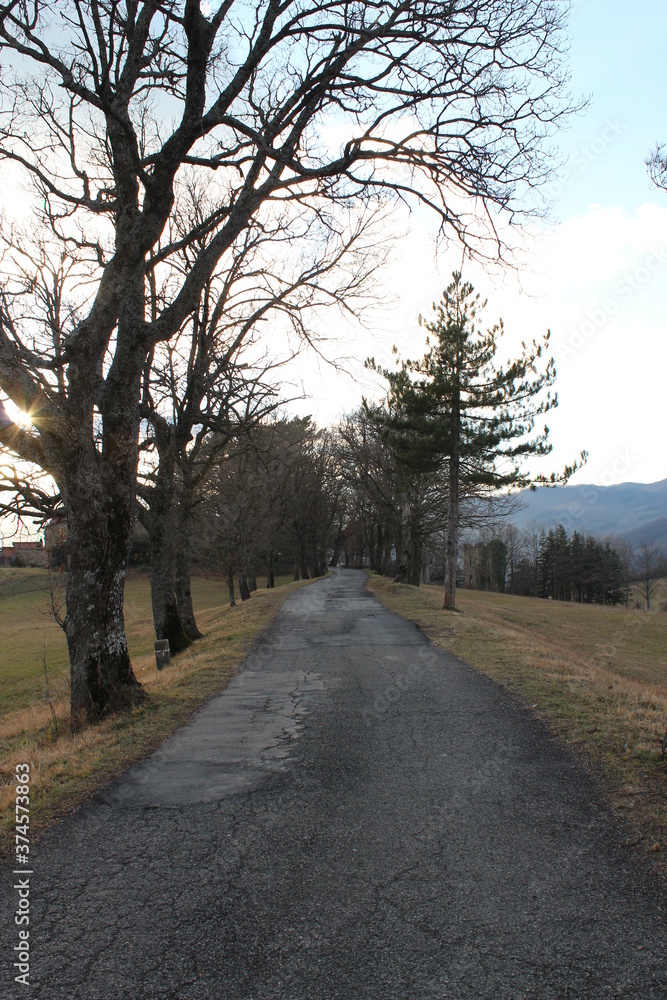 road in the forest