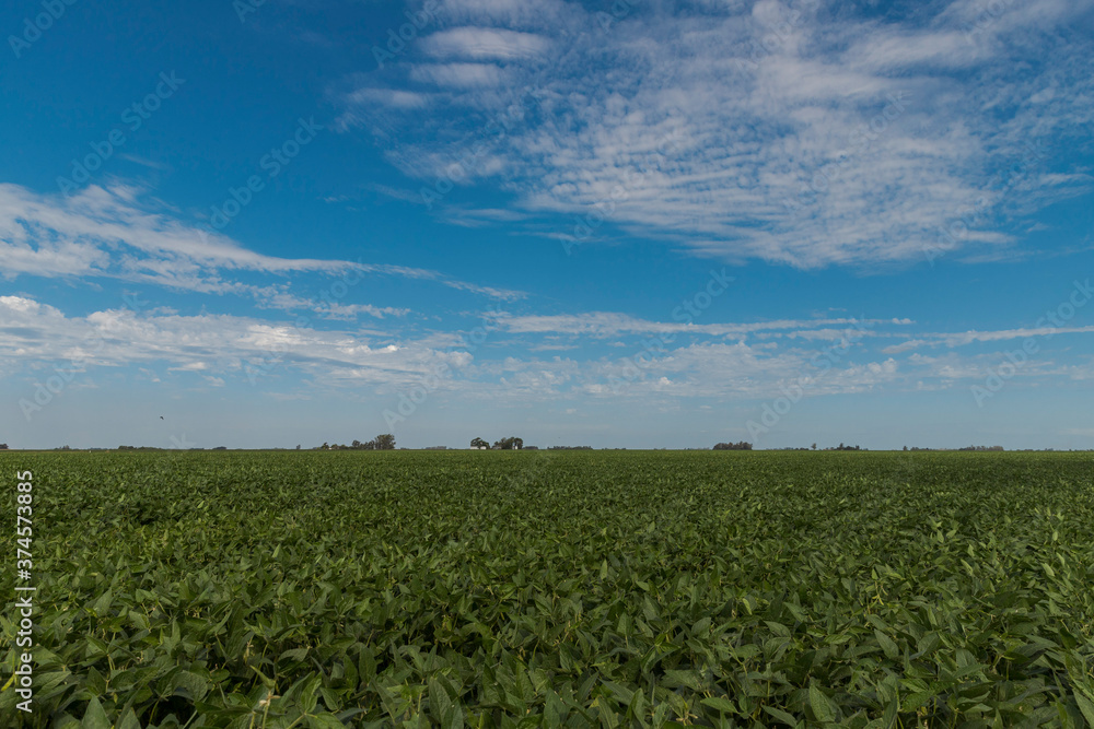 Soybean plantation on the farm. Soybean plantation on the farm Soybean plantation on the farm. Soybean plantation on the farm