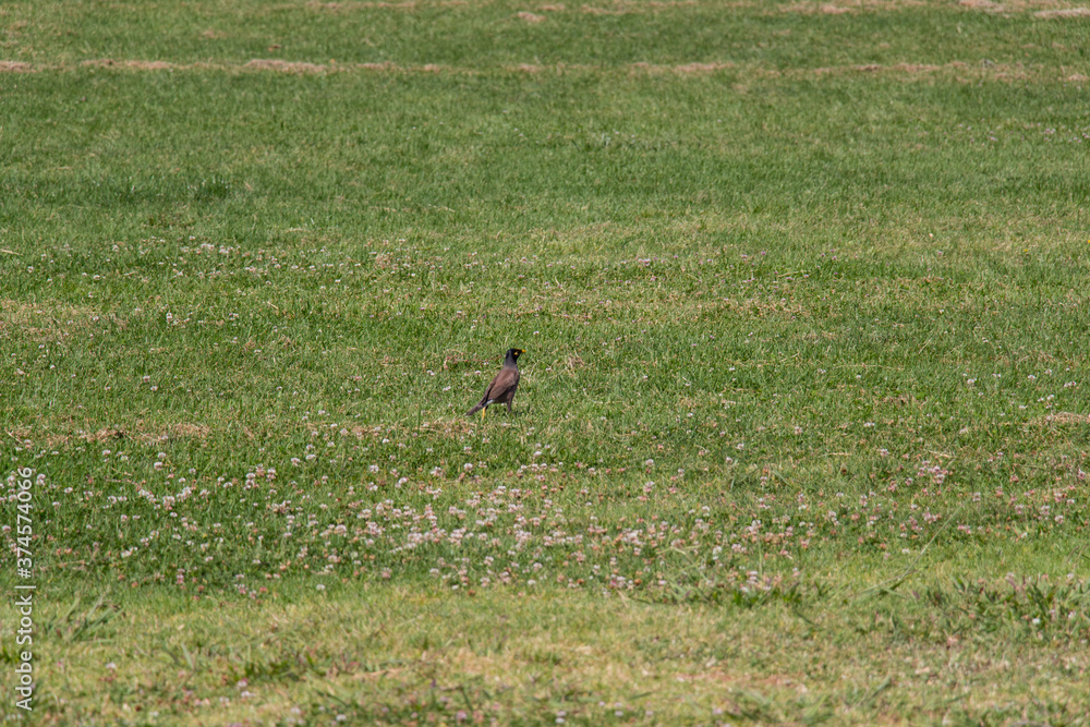 The view of common myna bird on a green grass. The view of common myna bird on a green grass.