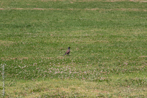 The view of common myna bird on a green grass.