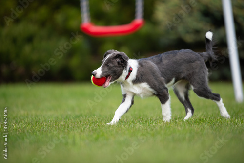border collie playing with ball
