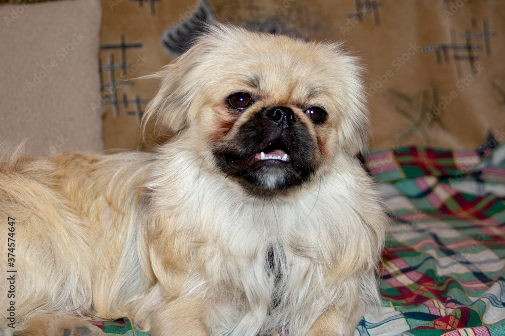 Close-up of a beige Pekingese breed lies on the sofa Close-up of a beige Pekingese breed lies on the sofa