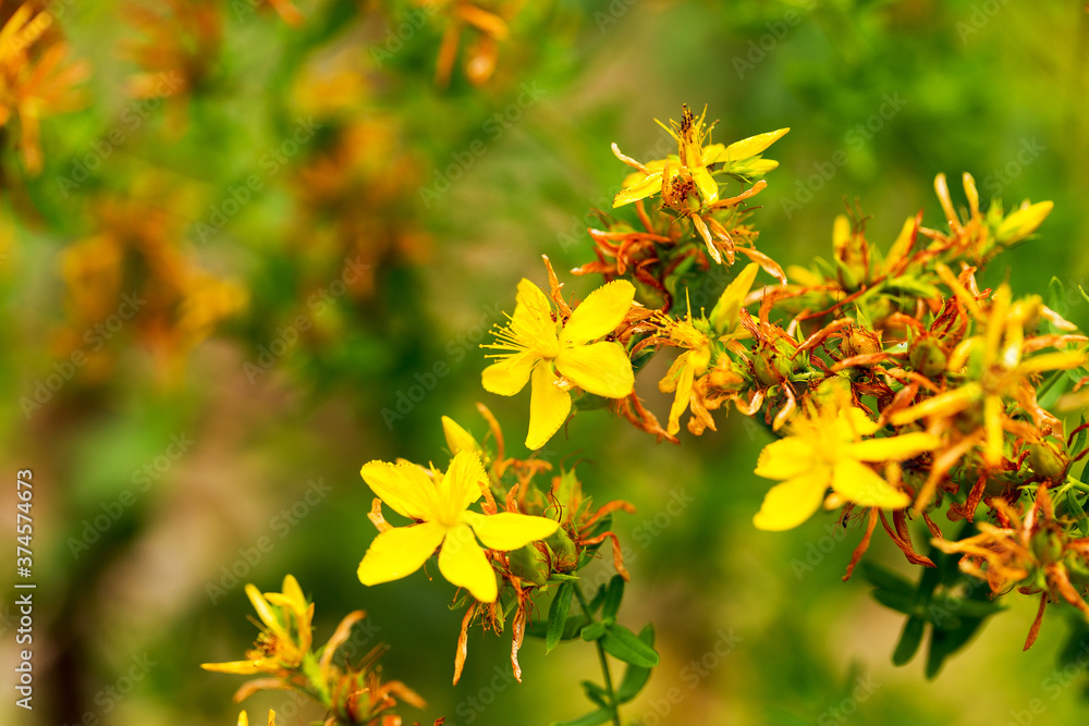 Hypericum flowers (Hypericum perforatum or St John's wort) on the meadow , selective focus on some flowers Hypericum flowers (Hypericum perforatum or St John's wort) on the meadow , selective focus on some flowers