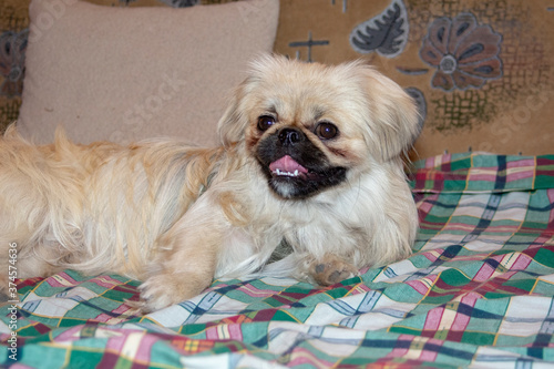 Close-up of a beige Pekingese breed lies on the sofa