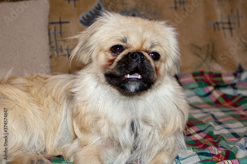 Close-up of a beige Pekingese breed lies on the sofa