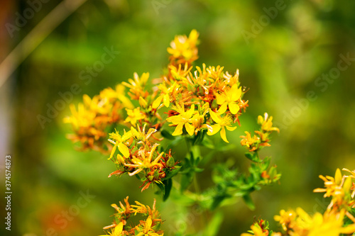 Hypericum flowers (Hypericum perforatum or St John's wort) on the meadow , selective focus on some flowers