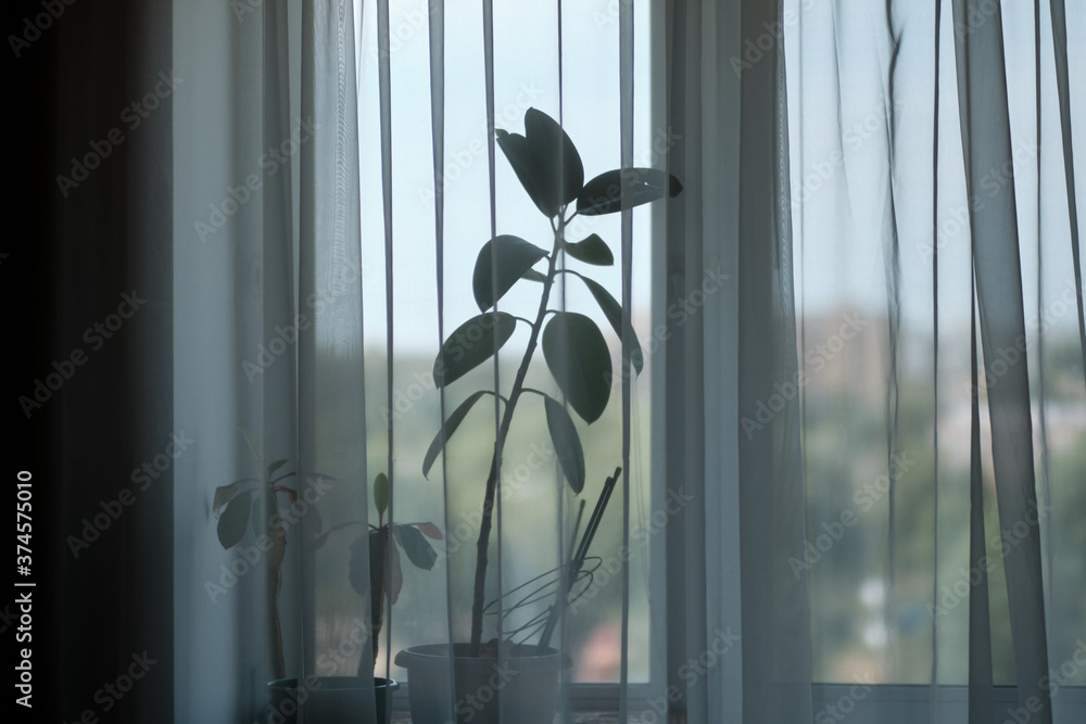 houseplant growing on the windowsill behind the transparent curtains