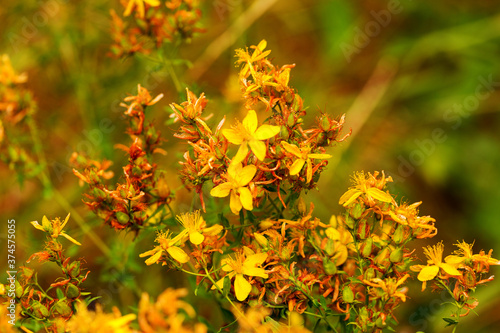 Hypericum flowers (Hypericum perforatum or St John's wort) on the meadow , selective focus on some flowers © Elena