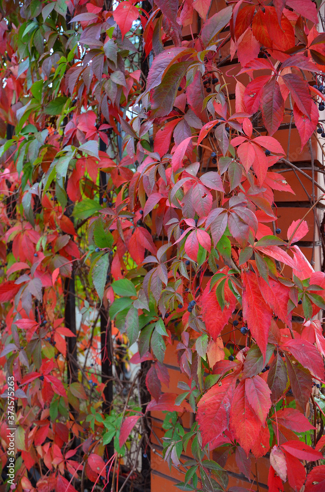 autumn red leaves of wild grapes on the fence autumn red leaves of wild grapes on the fence
