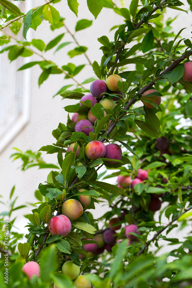 Red plum fruits on branch with green leaves growing in the garden. Plum. Plum on branch. Plum ripe Red plum fruits on branch with green leaves growing in the garden. Plum. Plum on branch. Plum ripe