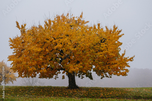 autumn tree with yellow leaves photo