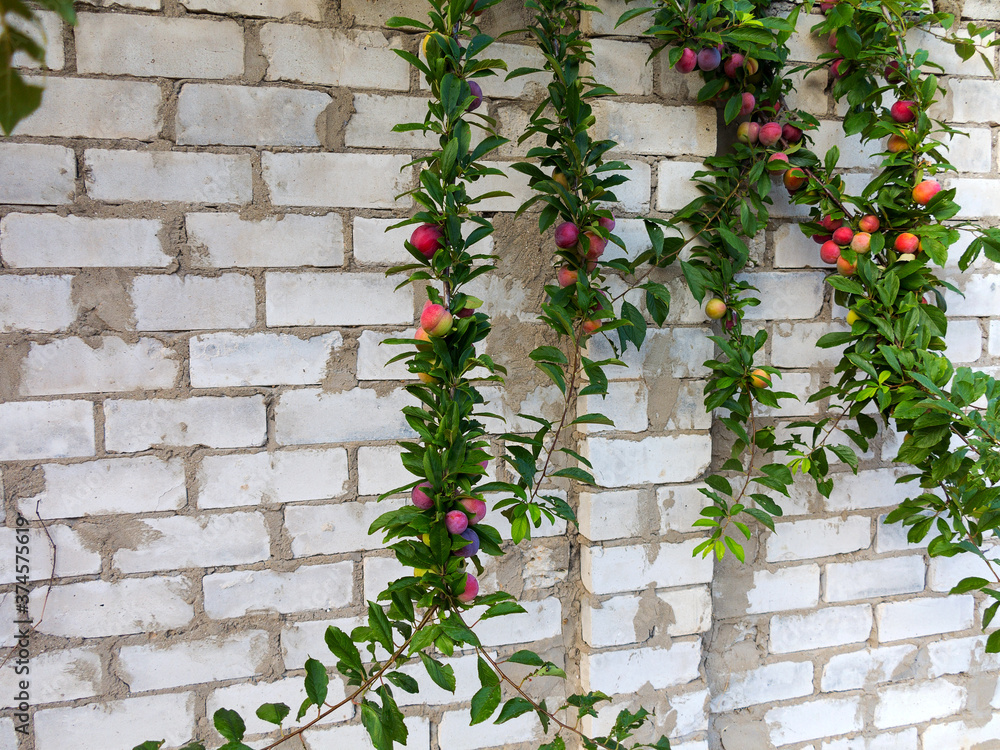 Red plum fruits on branch with green leaves growing in the garden. Plum. Plum on branch. Plum ripe Red plum fruits on branch with green leaves growing in the garden. Plum. Plum on branch. Plum ripe