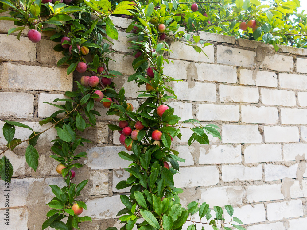 Naklejka premium Red plum fruits on branch with green leaves growing in the garden. Plum. Plum on branch. Plum ripe
