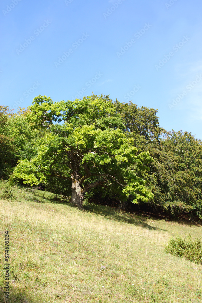 Uralter Eichbaum thront oberhalb einer trockenen Wachholderheide am Südhang der Schwäbischen Alb im Sommer