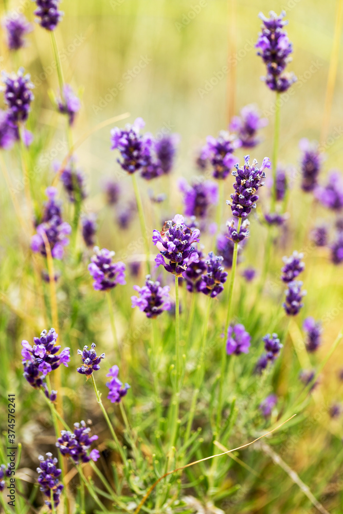 Lavender bushes closeup, selective focus on some flowers. Lavender in the garden, soft light effect. Violet bushes at the center of picture. Lavender bushes closeup, selective focus on some flowers. Lavender in the garden, soft light effect. Violet bushes at the center of picture.