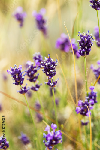 Lavender bushes closeup  selective focus on some flowers. Lavender in the garden  soft light effect. Violet bushes at the center of picture.