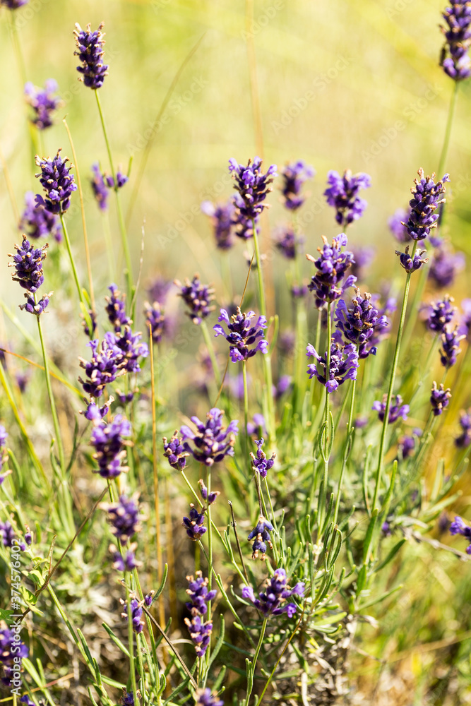 Fototapeta premium Lavender bushes closeup, selective focus on some flowers. Lavender in the garden, soft light effect. Violet bushes at the center of picture.