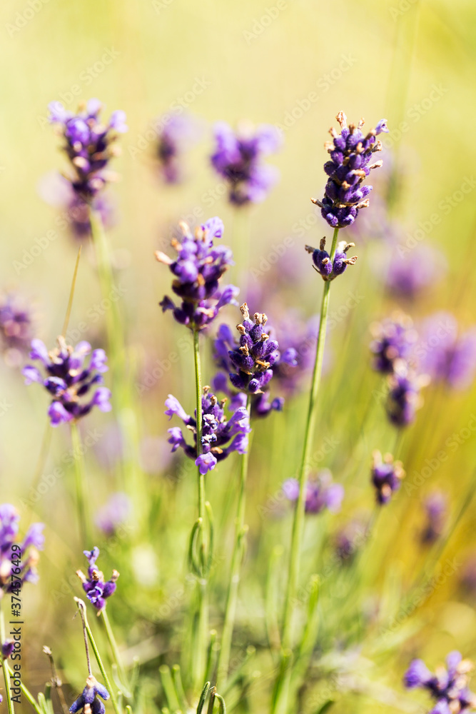 Lavender bushes closeup, selective focus on some flowers. Lavender in the garden, soft light effect. Violet bushes at the center of picture. Lavender bushes closeup, selective focus on some flowers. Lavender in the garden, soft light effect. Violet bushes at the center of picture.