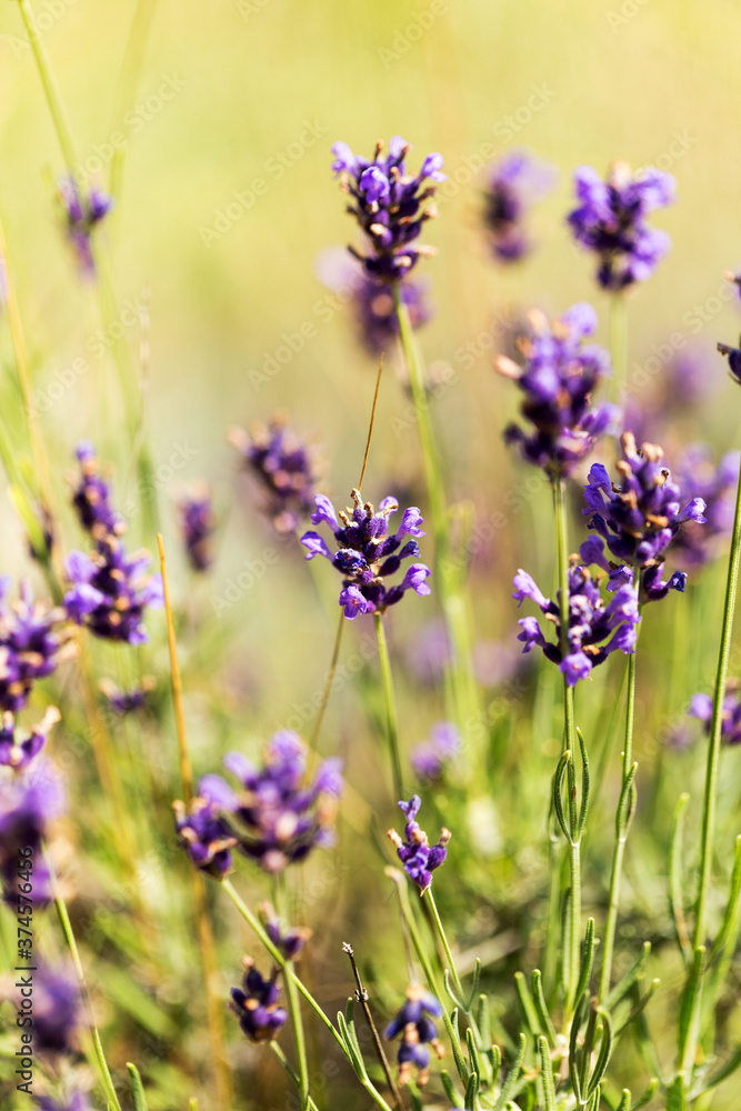Obraz premium Lavender bushes closeup, selective focus on some flowers. Lavender in the garden, soft light effect. Violet bushes at the center of picture.