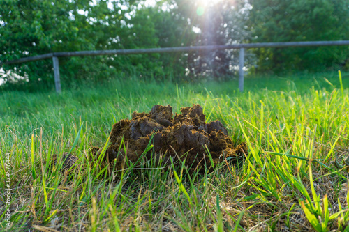 Horse pile/stool/poop on the green grass. photo