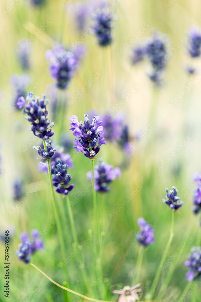Lavender flowers at sunlight in a soft focus, pastel colors and blur background. Violet bushes at the center of picture. Lavender in the garden, soft light effect.
