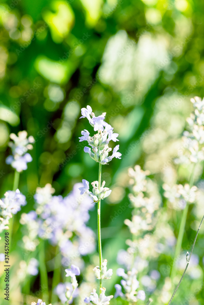 Lavender flowers at sunlight in a soft focus, pastel colors and blur background. Violet bushes at the center of picture. Lavender in the garden, soft light effect. Lavender flowers at sunlight in a soft focus, pastel colors and blur background. Violet bushes at the center of picture. Lavender in the garden, soft light effect.