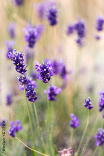Lavender flowers at sunlight in a soft focus, pastel colors and blur background. Violet bushes at the center of picture. Lavender in the garden, soft light effect. © Elena