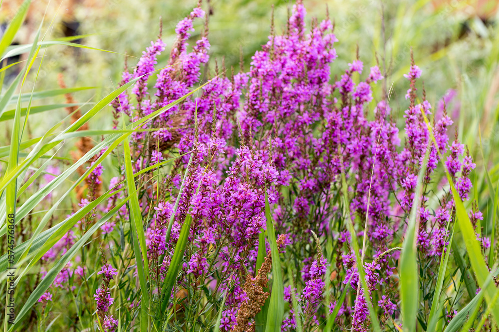 Fototapeta premium Flowers Ivan Tea - medicinal plant closeup. Macro. Soft selective focus