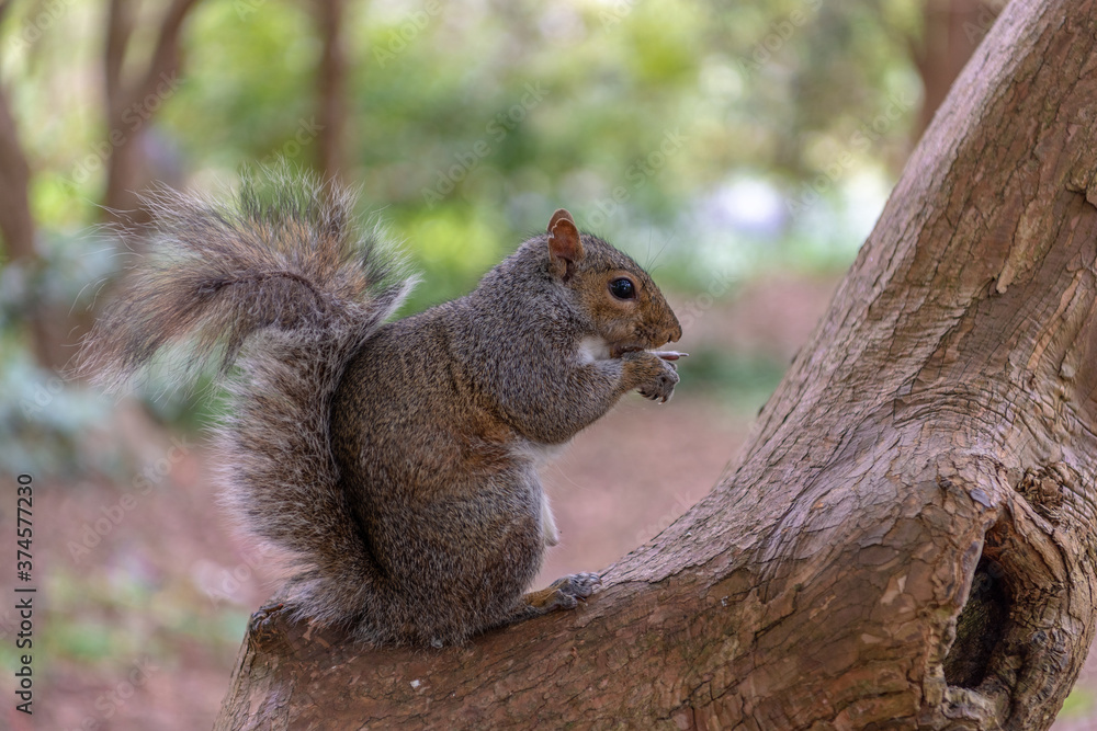 squirrel on a tree