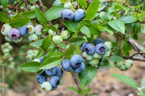 Delicious and healthy blueberries ripening on the bush - summer harvest time