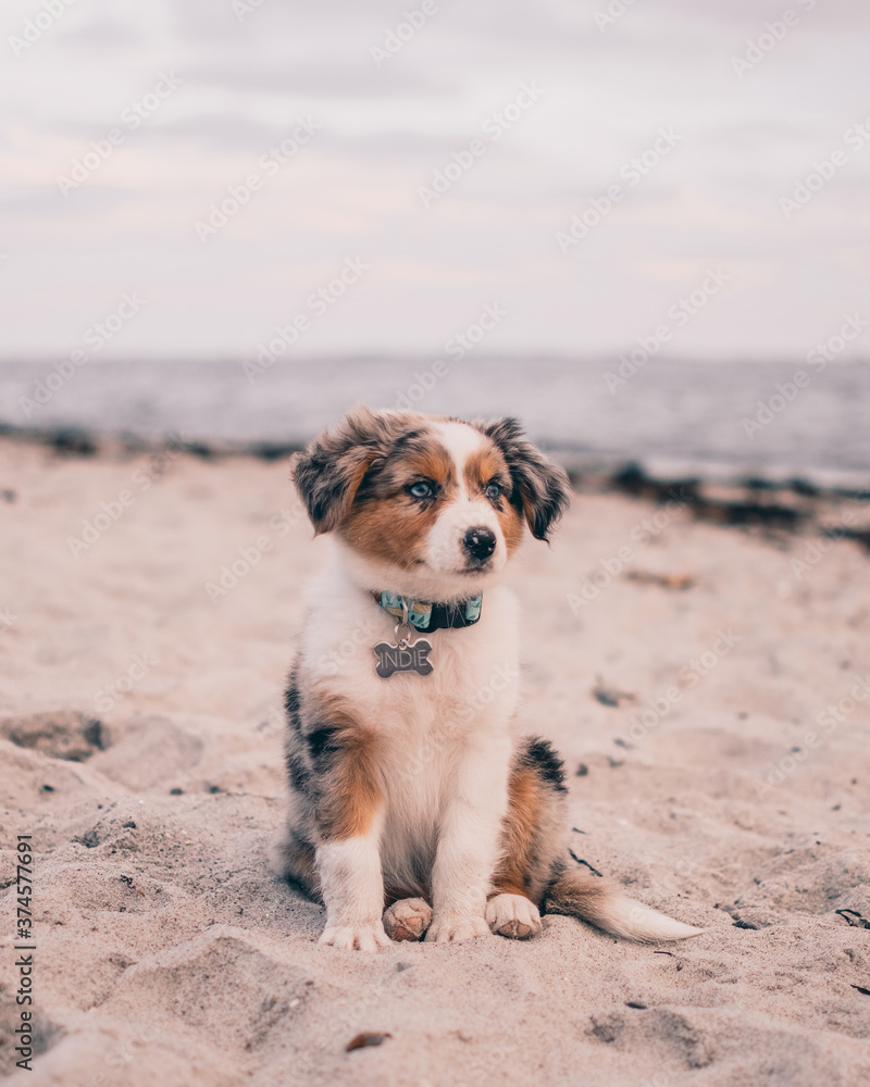 Australian Shepard Australian Shepard