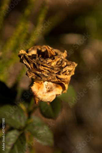 Old withered roses, soft selective focus on rose. Amazingly beautiful flower.