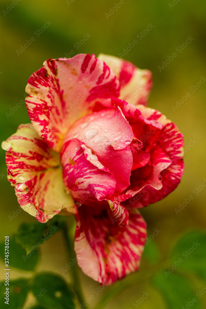 Garden Pink rose flower with water drops on green grass background. flowers. Amazing red rose. Soft selective focus Garden Pink rose flower with water drops on green grass background. flowers. Amazing red rose. Soft selective focus