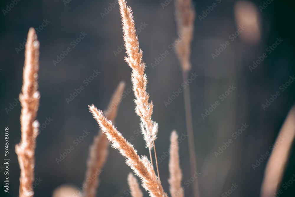 Fototapeta premium Beautiful wild eco environment near the city