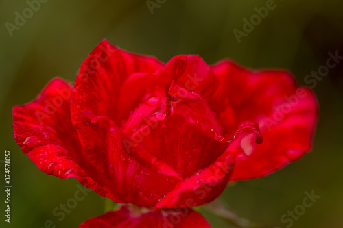 garden red rose flower with water drops on green grass background. flowers. Fresh wet red garden rose on green background. Amazing beautiful red rose. Selective focus on rose.