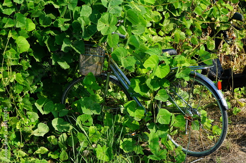 Wallpaper Mural 繁殖するクズの葉に覆われた自転車 Torontodigital.ca