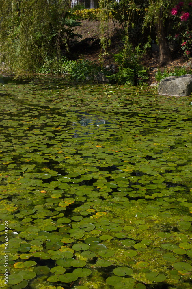 Water lilies resting on the surface of a lake. Water lilies resting on the surface of a lake.