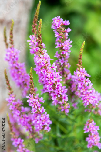 Flowers Ivan Tea - medicinal plant closeup. Macro. Soft selective focus