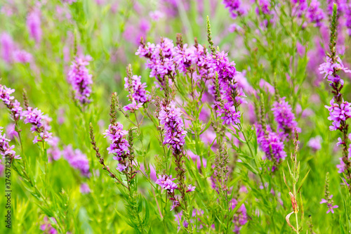 Flowers Ivan Tea - medicinal plant closeup. Macro. Soft selective focus