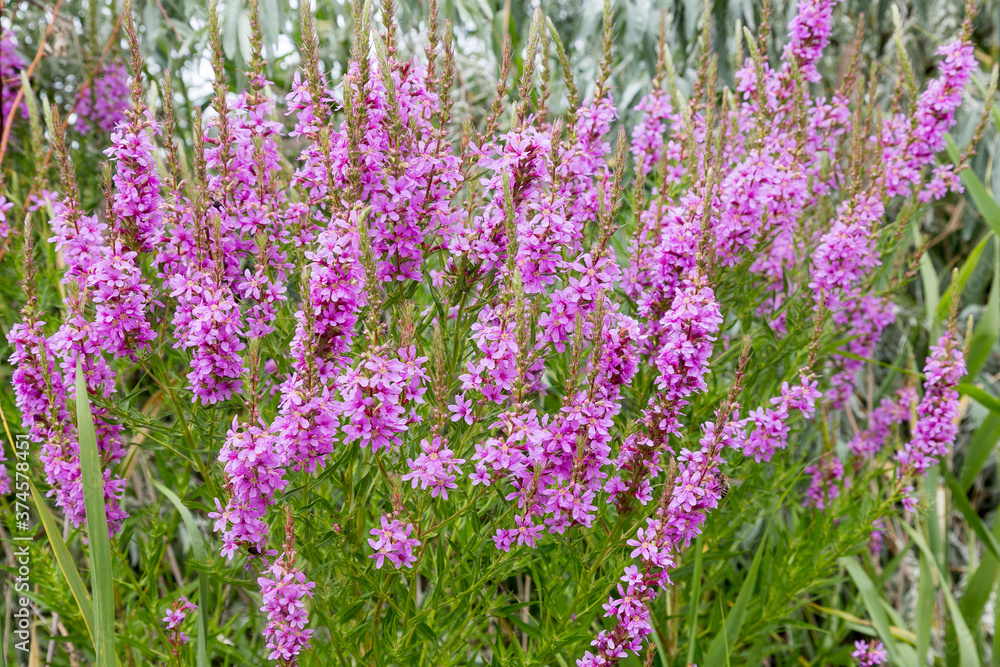 Fototapeta premium Flowers Ivan Tea - medicinal plant closeup. Macro. Soft selective focus