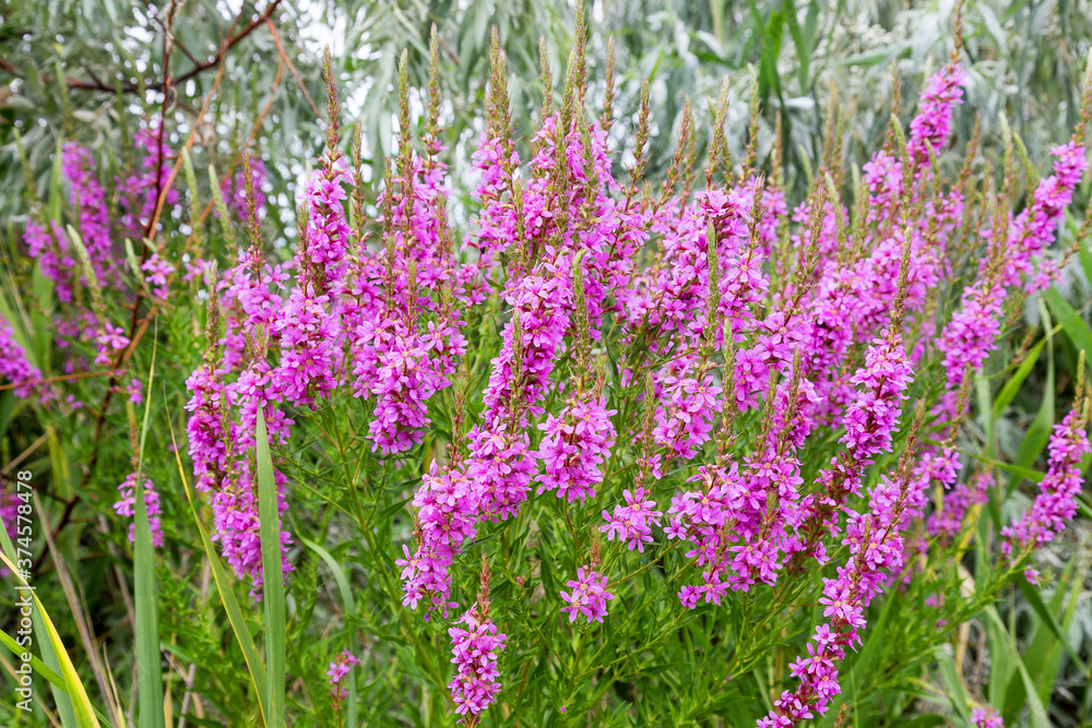 Obraz premium Flowers Ivan Tea - medicinal plant closeup. Macro. Soft selective focus