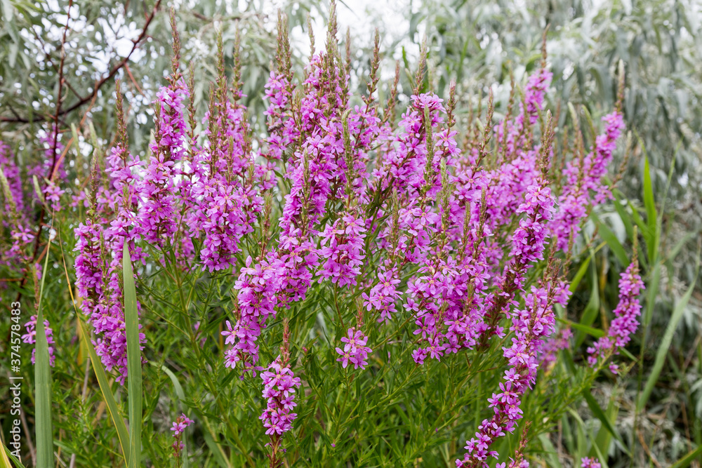 Obraz premium Flowers Ivan Tea - medicinal plant closeup. Macro. Soft selective focus