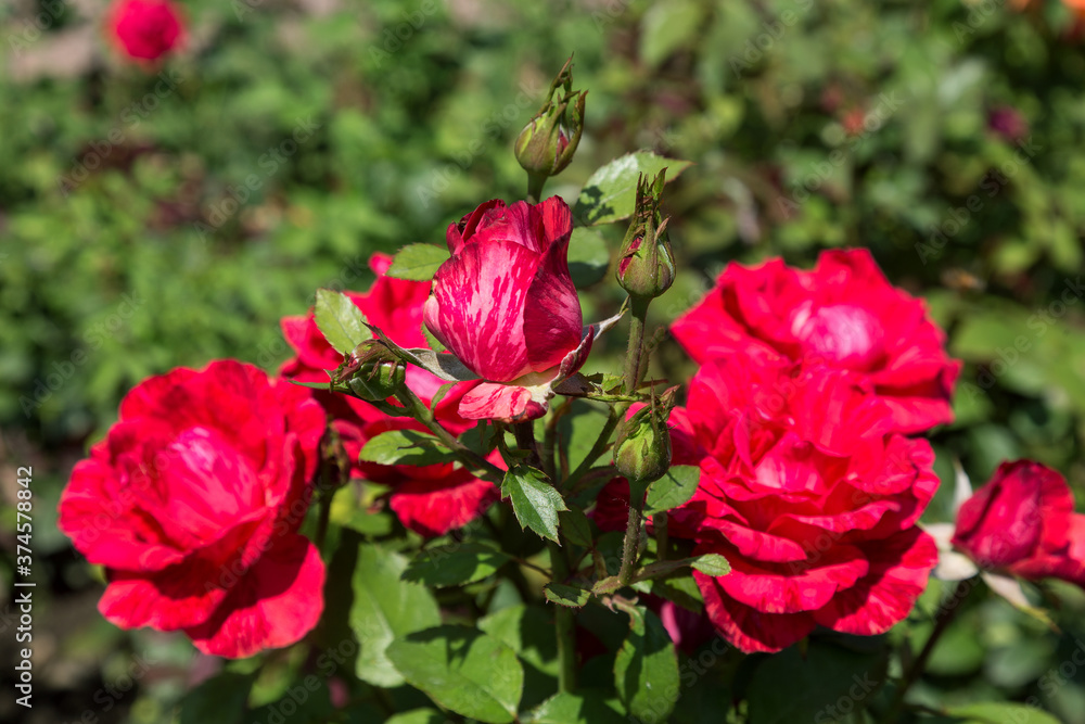 Garden red rose flower on background of green grass. flowers. Amazing red rose. Soft selective focus.