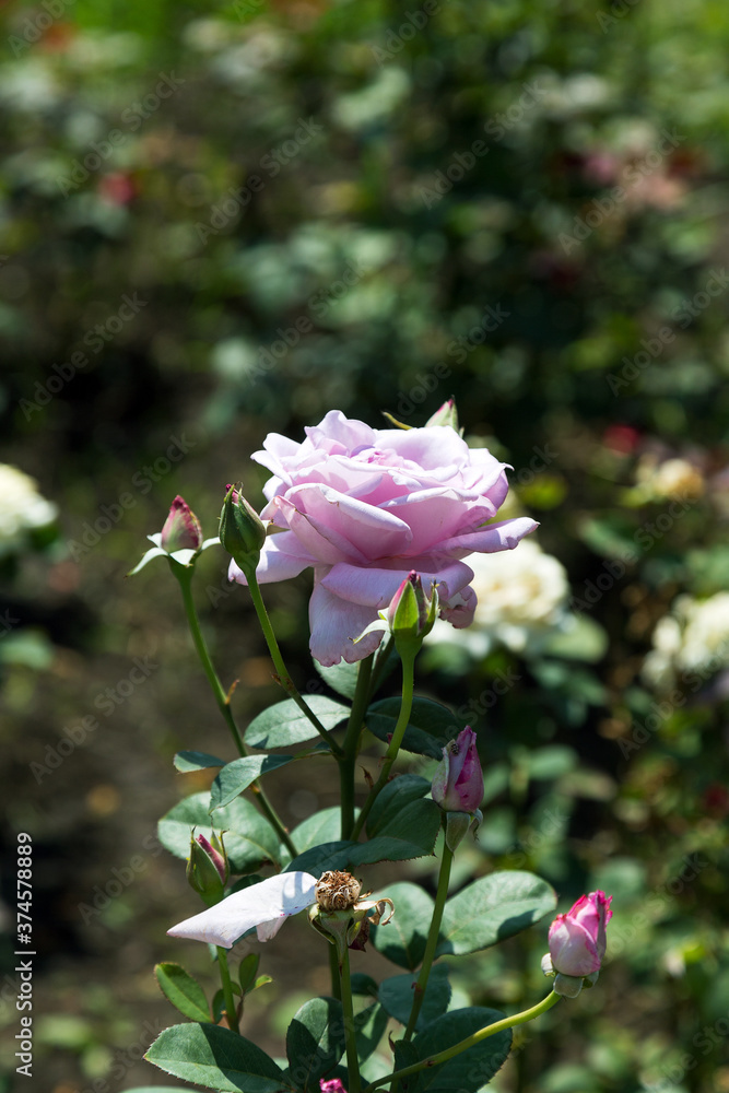 Garden pink rose flower on background of green grass. flowers. Amazing pink rose. Soft selective focus