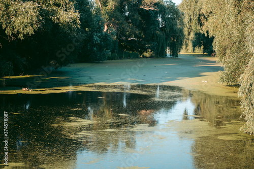 Beautiful wild eco environment near the city