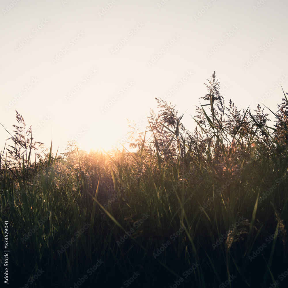 Fototapeta premium Back lit reeds at sunset
