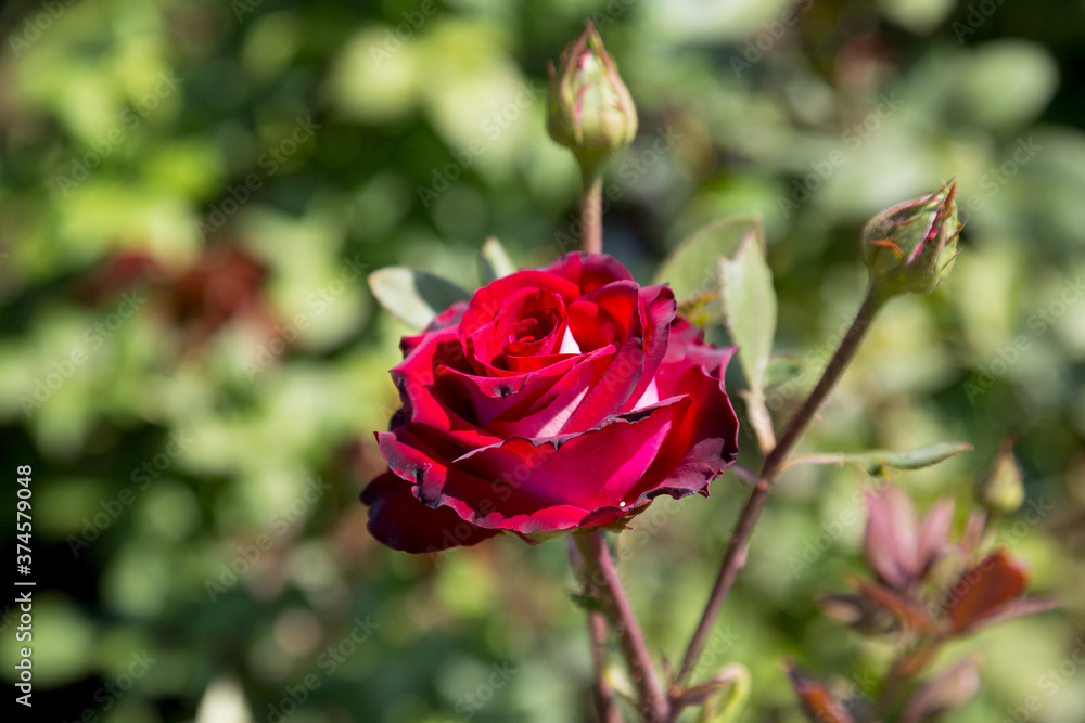 Garden red rose flower on background of green grass. flowers. Amazing red rose. Soft selective focus.