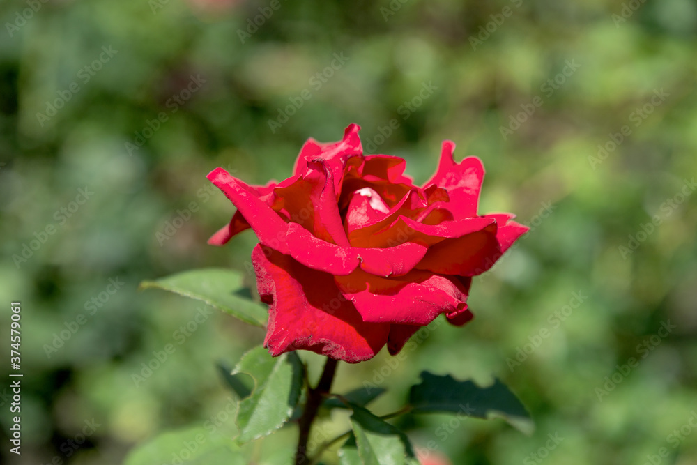 Garden red rose flower on background of green grass. flowers. Amazing red rose. Soft selective focus. Garden red rose flower on background of green grass. flowers. Amazing red rose. Soft selective focus.