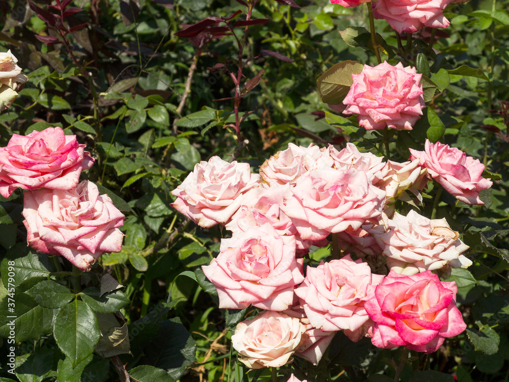 Garden rose flower on background of green grass. flowers. Amazing rose. Soft selective focus Garden rose flower on background of green grass. flowers. Amazing rose. Soft selective focus