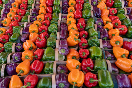 Green, orange, red and purple bell peppers in baskets for sale at farmers market in Jacobs, Ontario, Canada.